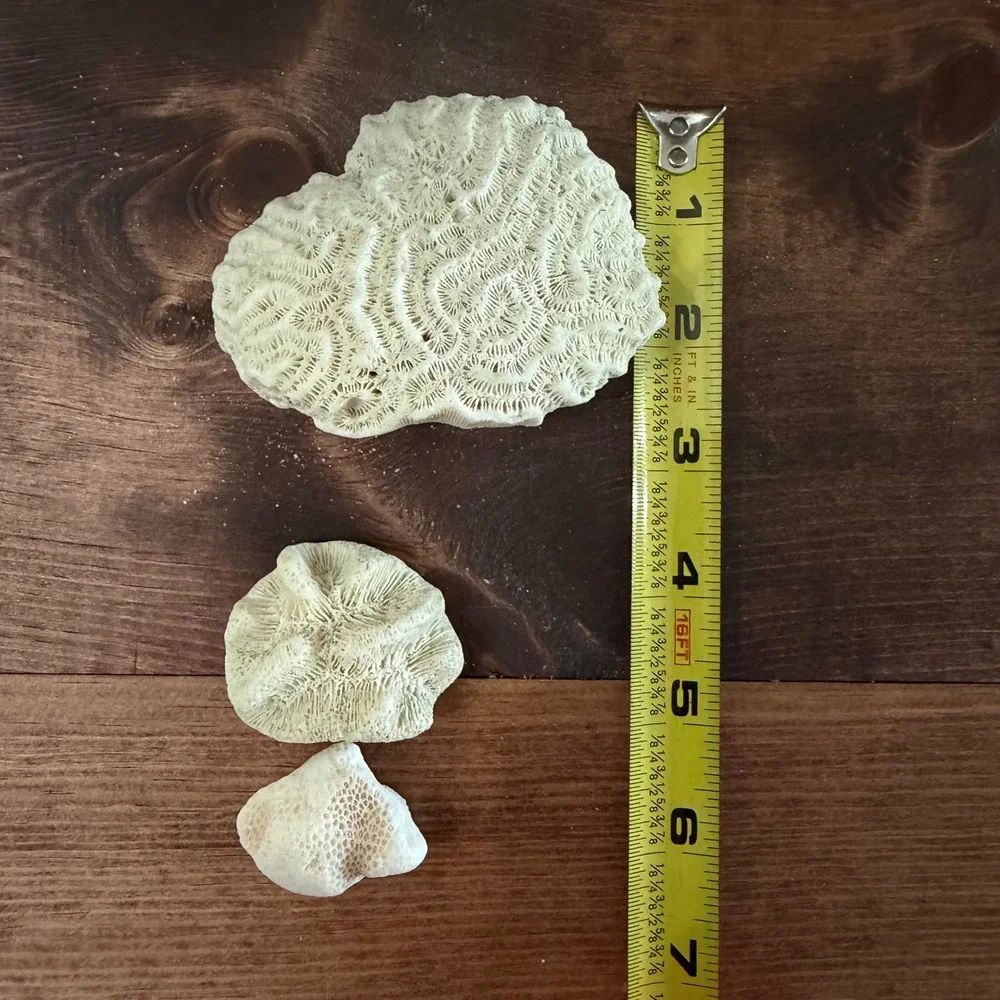 Natural White Brain and Star Coral Fossil Specimen Set 3 Pieces Coastal Decor